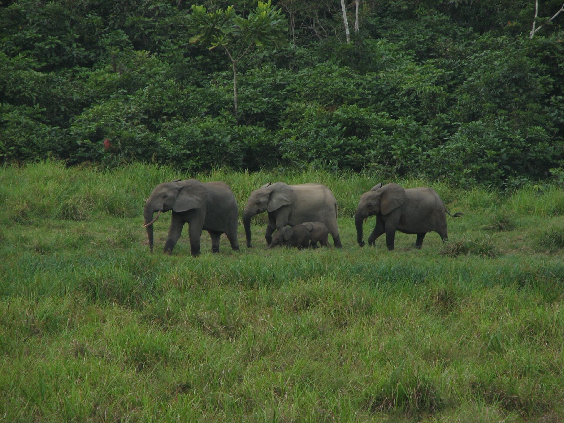 Gabon reisinformatie voor jouw vakantie