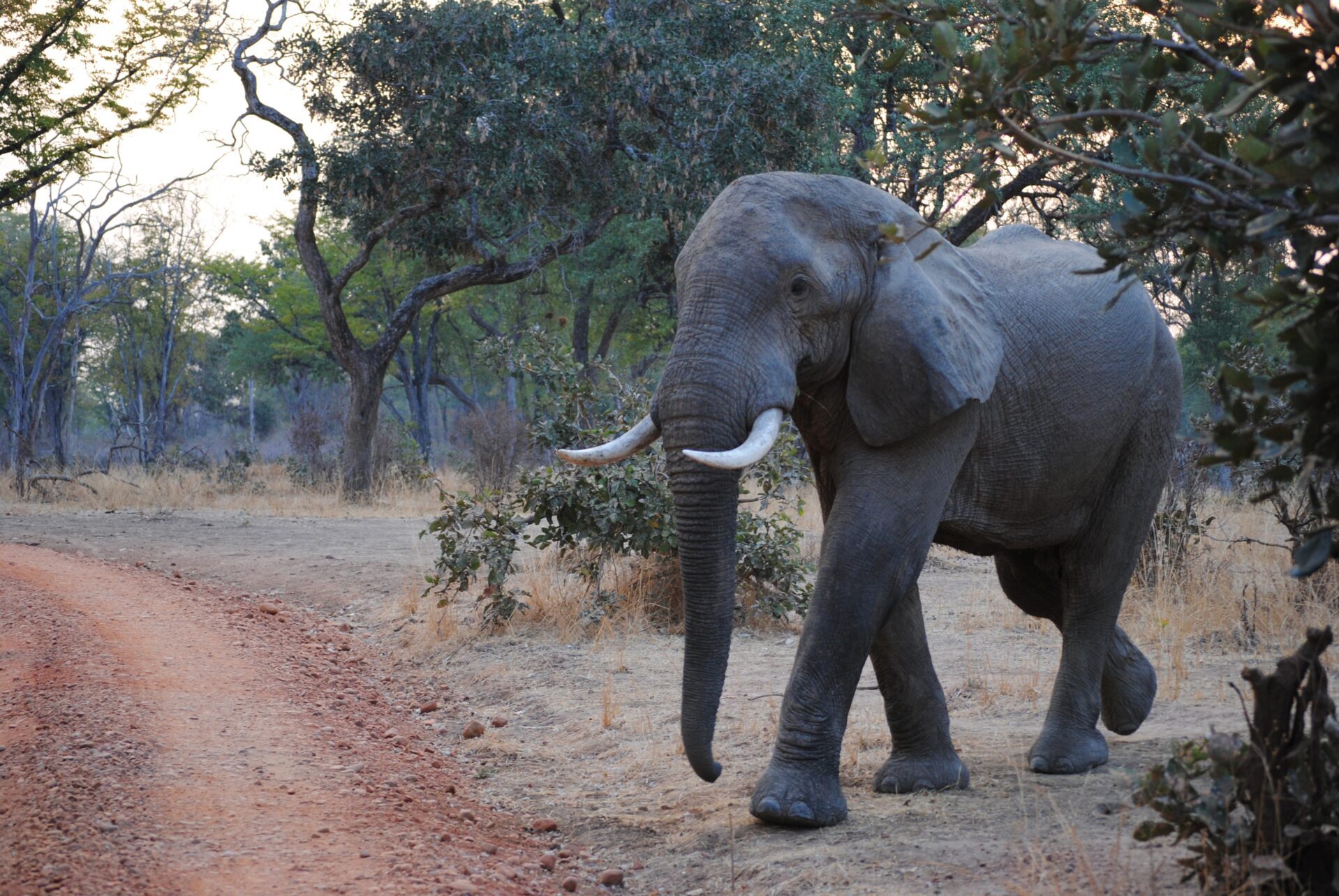 Zambia reisinformatie voor jouw vakantie