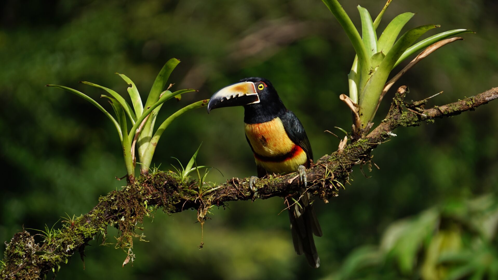 Costa rica reisinformatie voor jouw vakantie