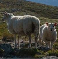 Hiken in de Noorse fjell van Rondane Nationaal Park