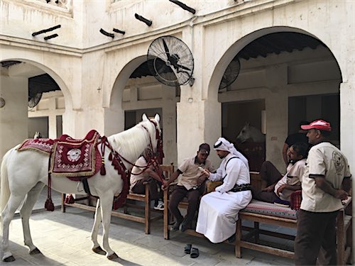 Tips voor je tussenstop Qatar: verken Doha Paarden