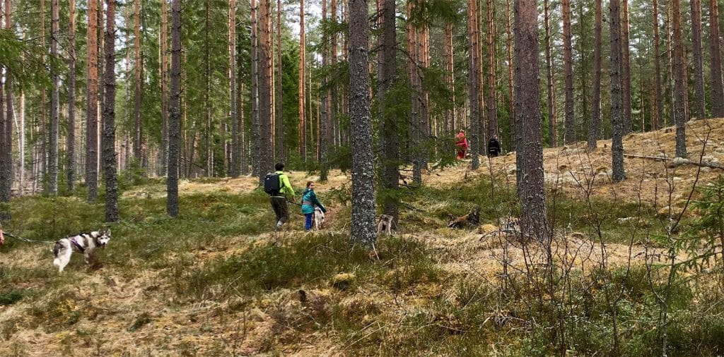 In Vårmland kan je de natuur in, ga bijvoorbeeld wandelen met husky's.