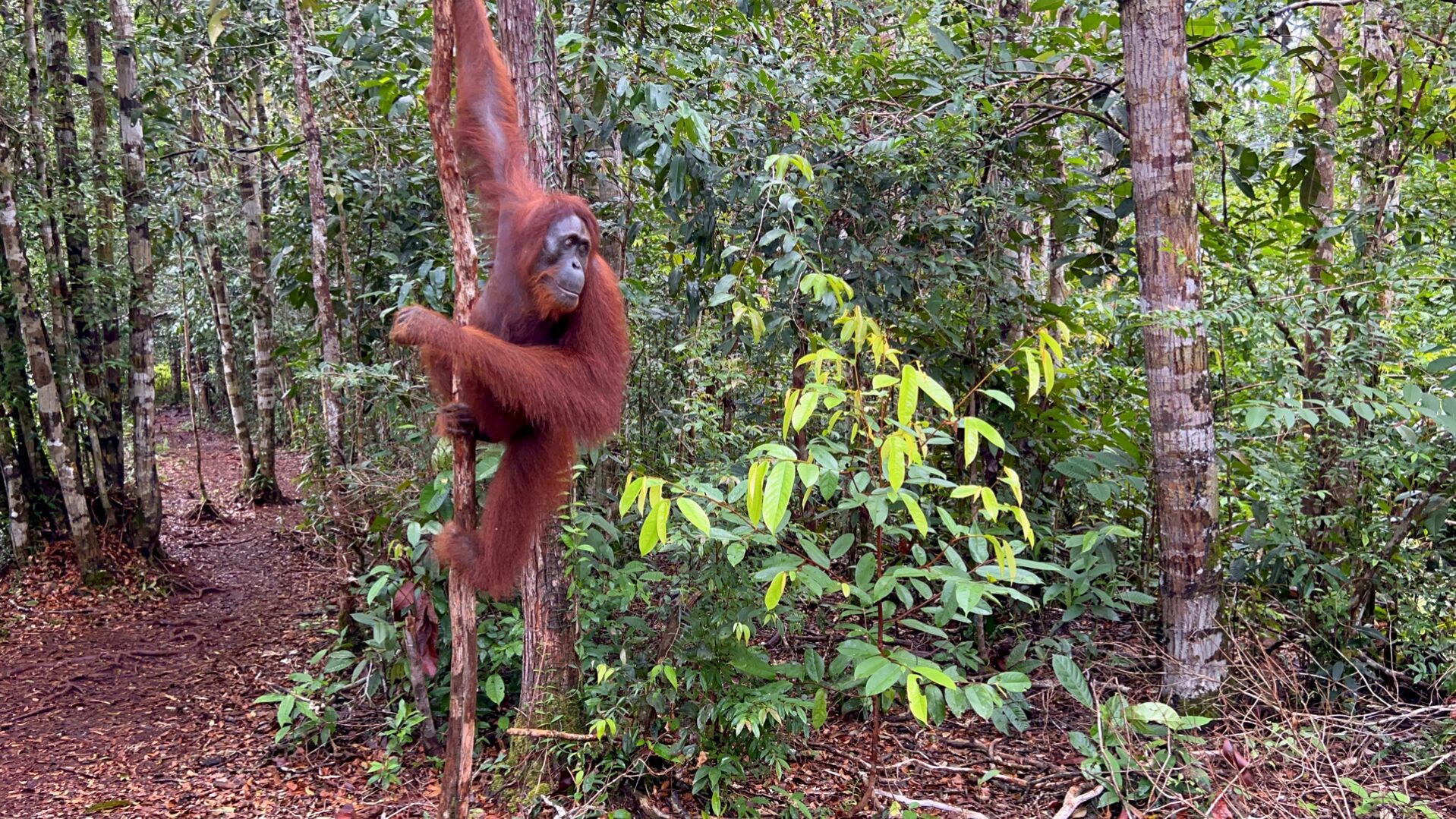 Kalimantan Orang oetang