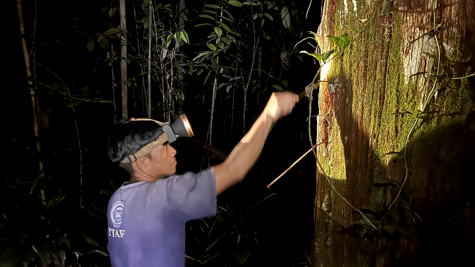 Kalimantan nacht trekking