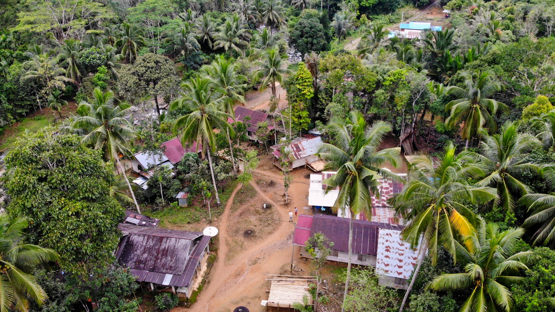 Kalimantan regenwoud