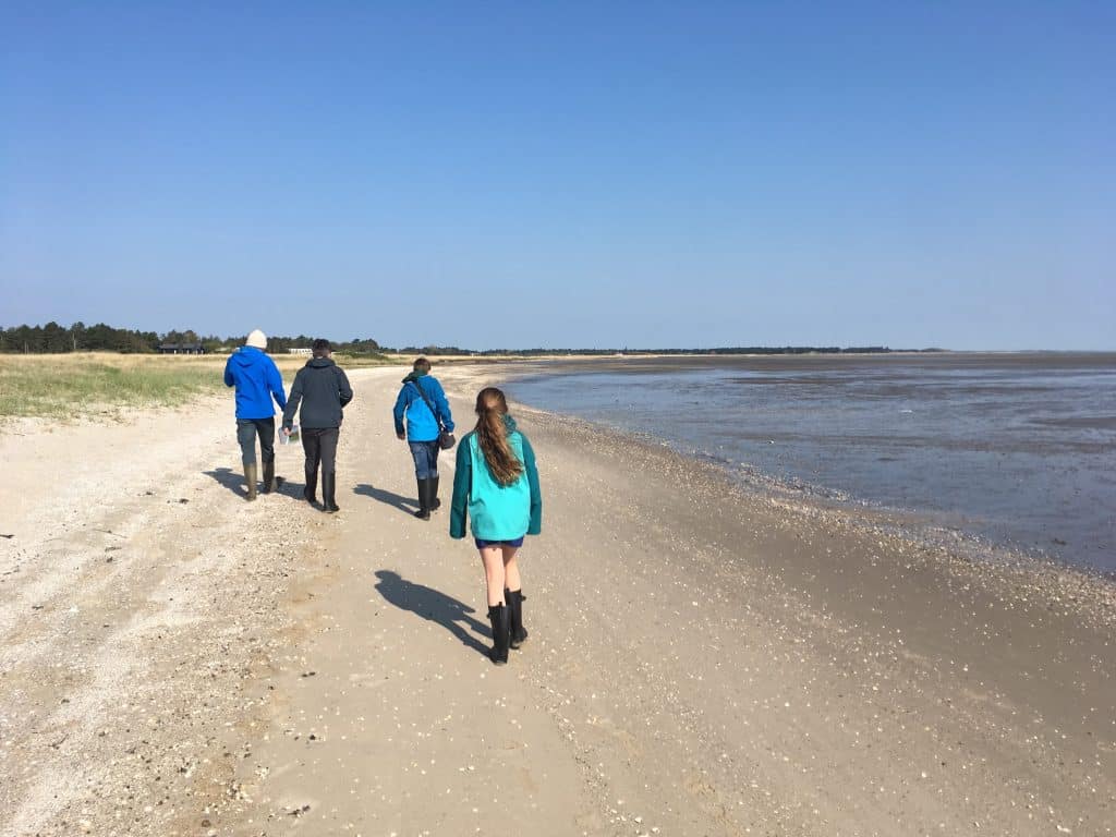 Oesters zoeken vanuit het strand in Romo.