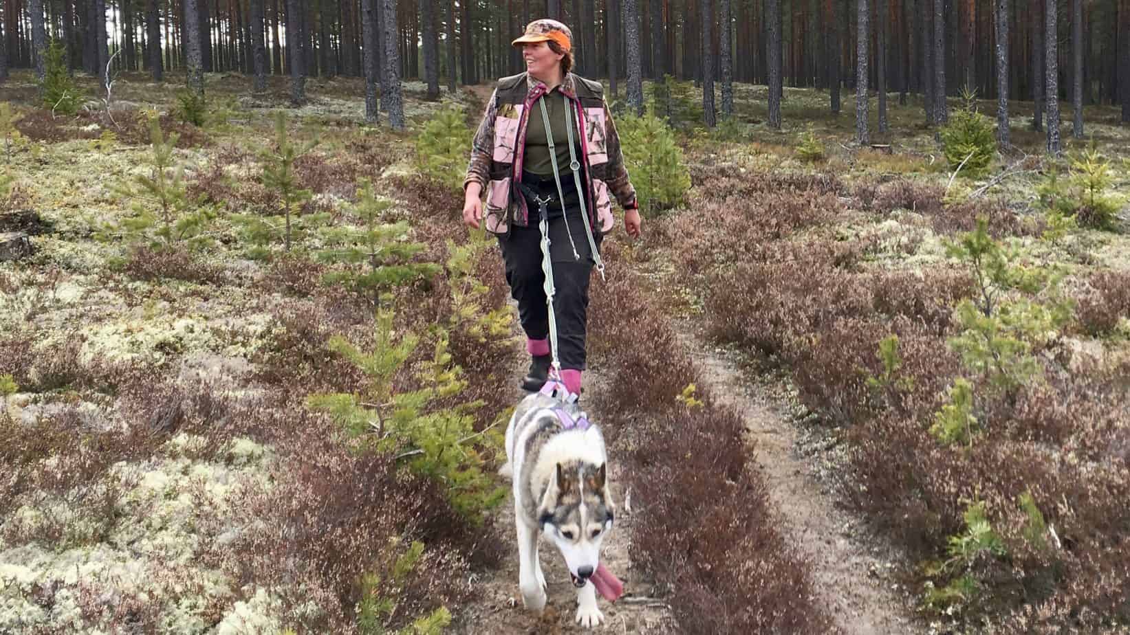 Wandelen met husky’s in Zweden. Hond aangelijnd