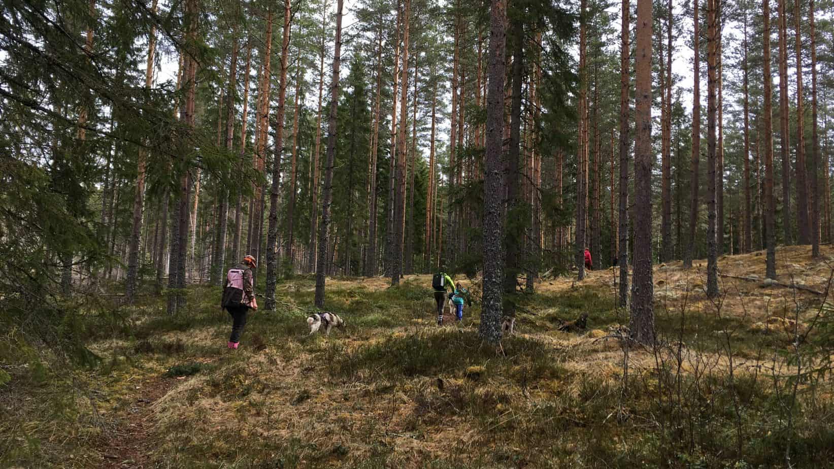 Mensen lopen met Husky's door het bos. Wandelen met husky's in Zweden.