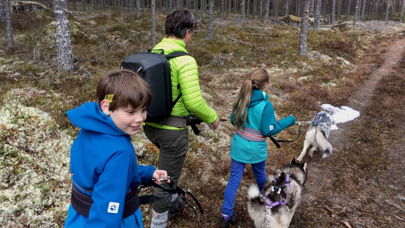 Wandelen met husky's in Zweden. Samen met de kinderen
