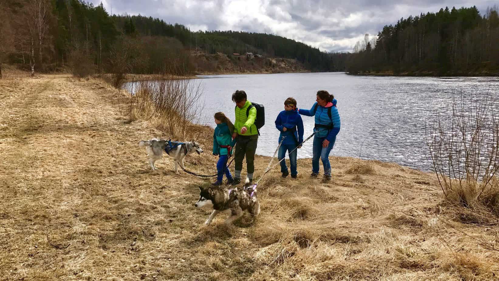 Husky drinken water uit het meer. Wandelen met husky's in Zweden