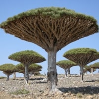 Jemen drakenboom