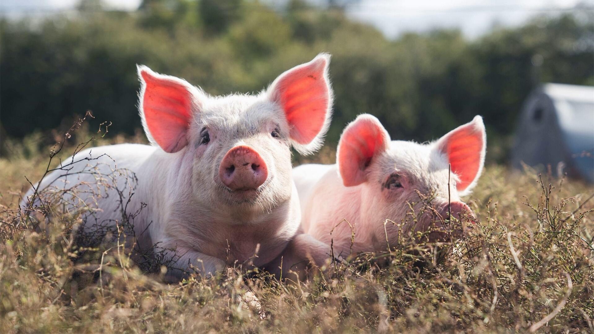 Pintrip boerderijen Denemarken