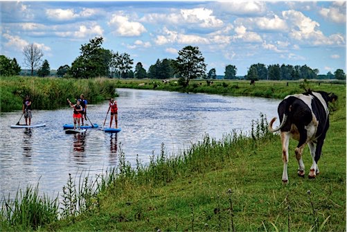 Suppers op een rivier met koeien in de wei. Poolse regio Wielkopolska