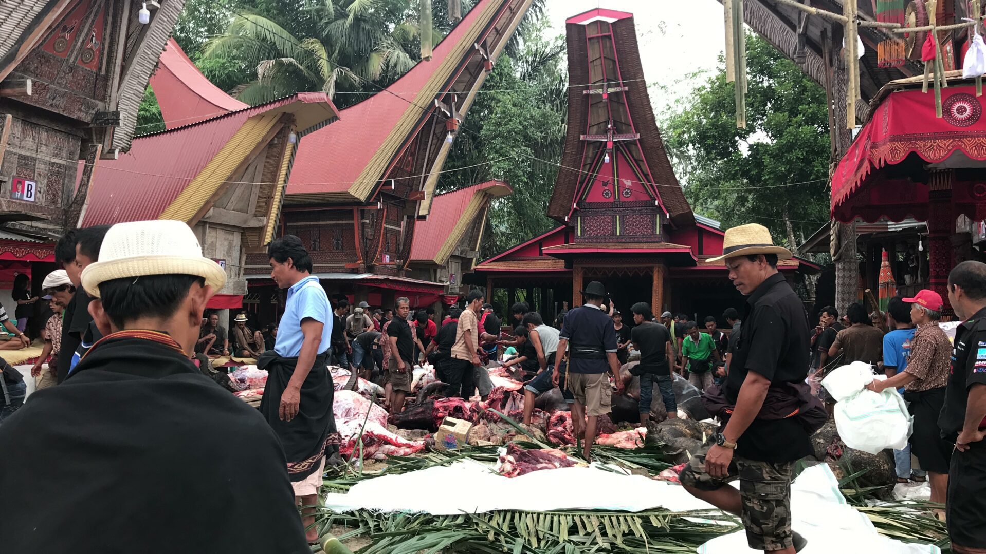 slachten buffels Toraja