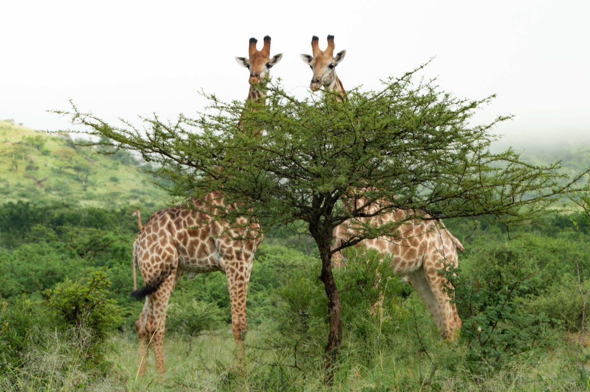 beste reistijd safari afrika