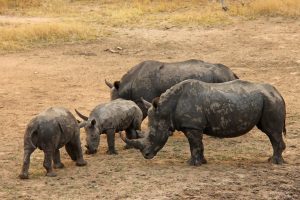 Tips voor een safari in Afrika