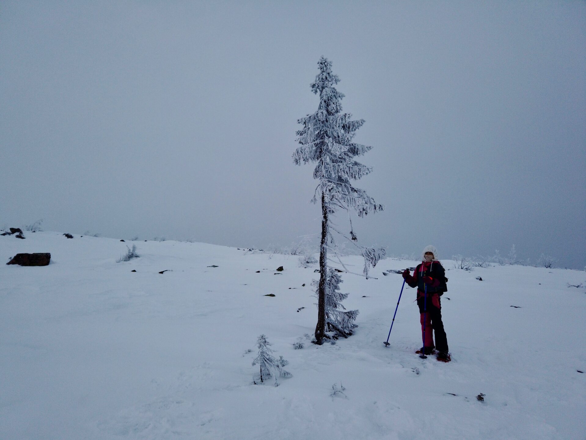 Wintersport Dalarna Old Tjikko