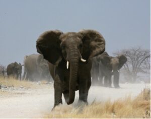 Veilig en gezond op safari naar Afrika: tien tips