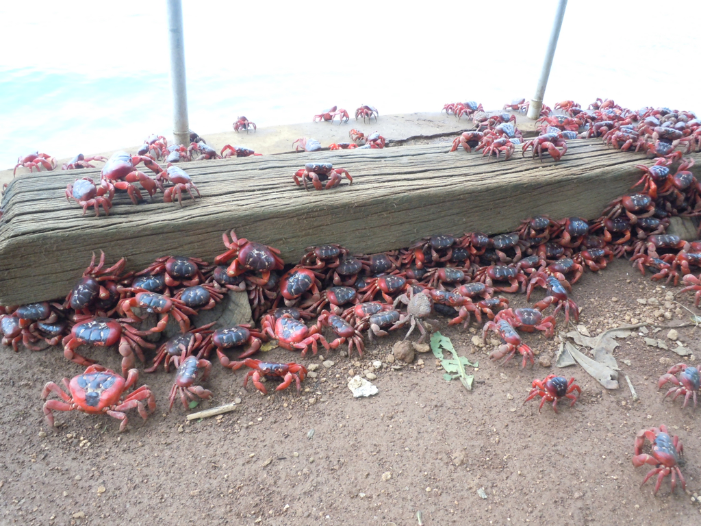 Kersteiland crab migratie