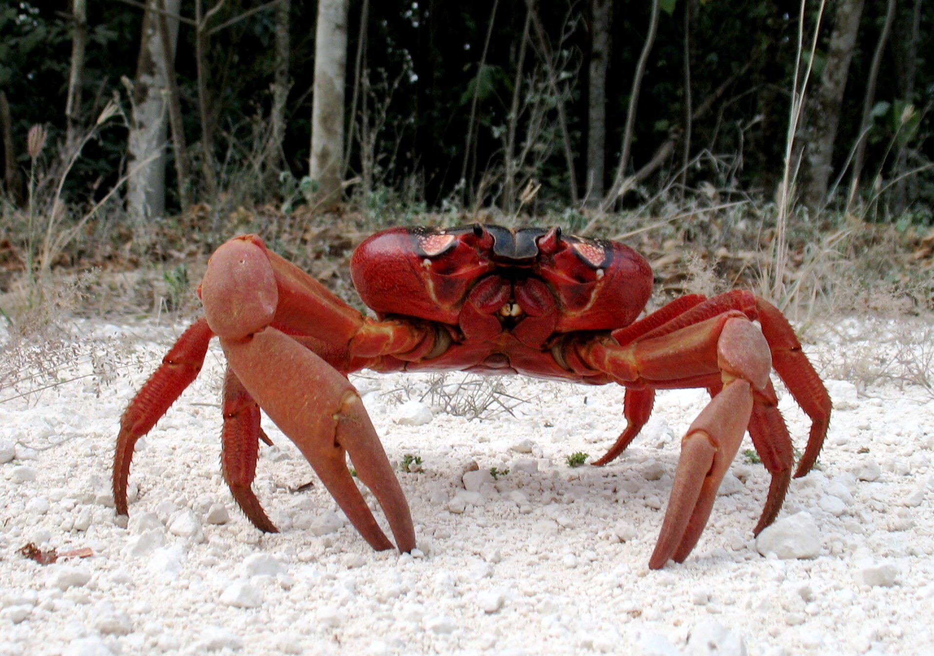 rode crab migratie