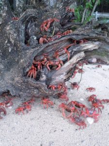 De rode krab migratie, spectaculair natuurfenomeen op Kersteiland