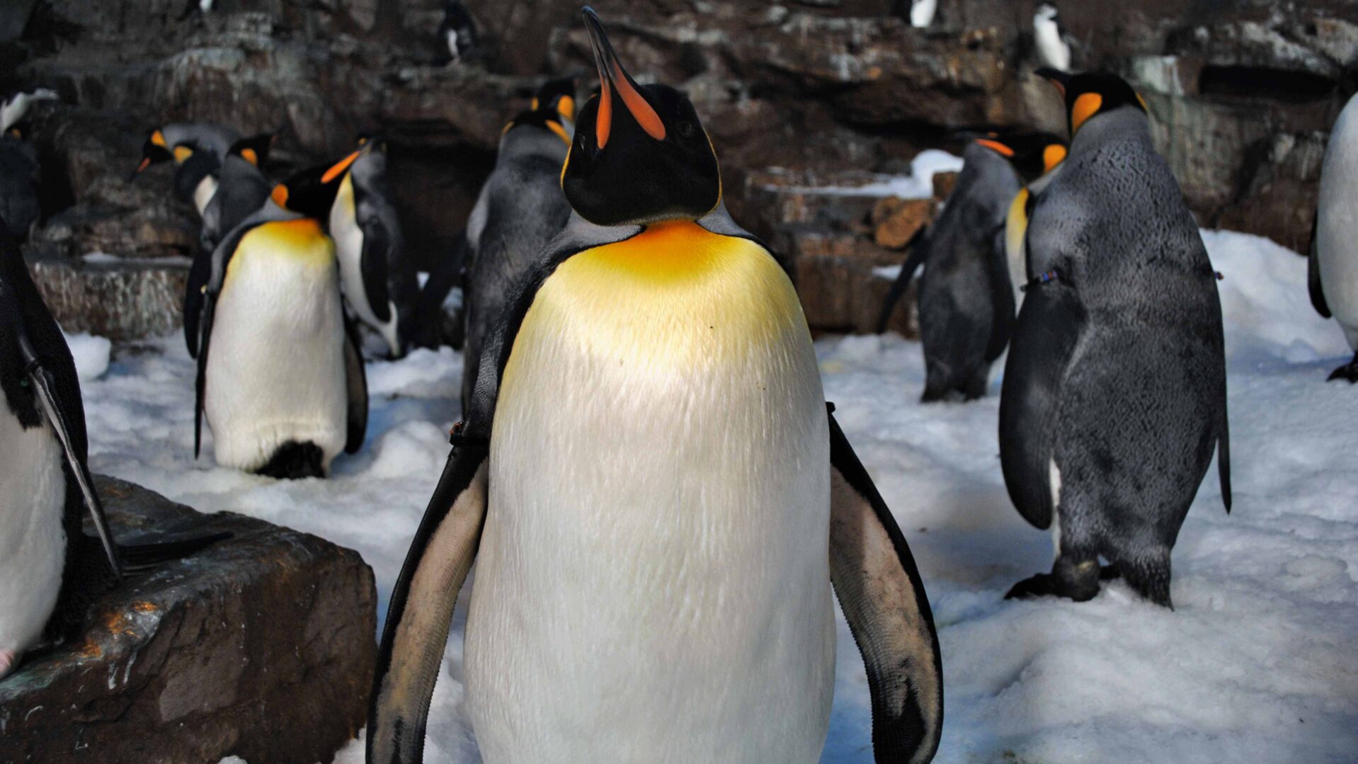 Pinguins Antartica