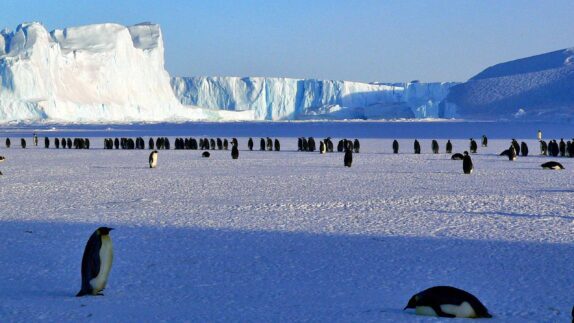 Reizen antartica