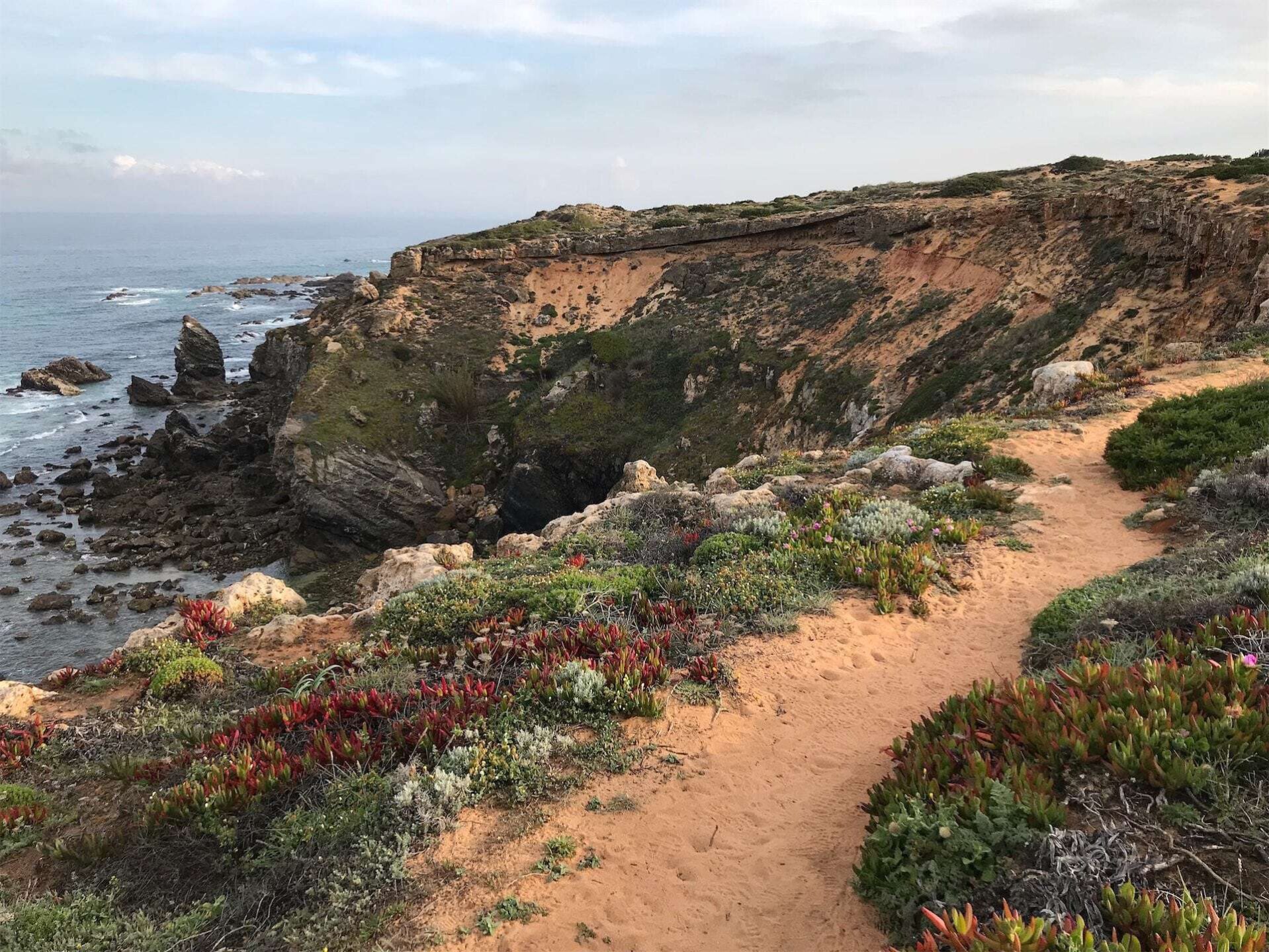Een ruig kustlandschap langs de Rota Vicentina in Portugal. Steile zandkleurige kliffen steken uit boven de schuimende zee, met indrukwekkende rotsformaties die uit het water oprijzen. Een zandpad slingert zich door het kustlandschap, omzoomd door kleurrijke kustvegetatie met rode en groene tinten.