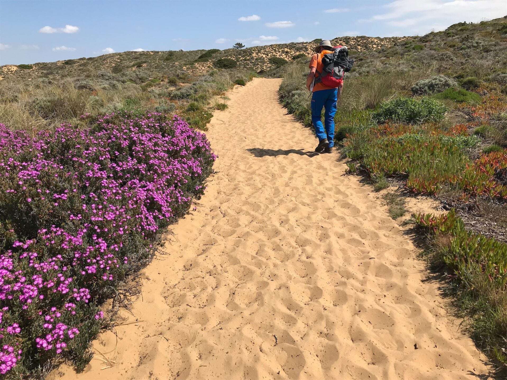 Een wandelaar met een rugzak volgt een zanderig pad door de duinen van de Rota Vicentina in Portugal. Het pad is omzoomd door levendige paarse bloemen en diverse kustvegetatie, die een kleurrijk contrast bieden tegen het gouden zand en de blauwe lucht