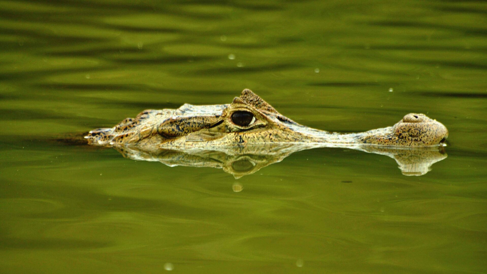 Vakantie Suriname kaaiman