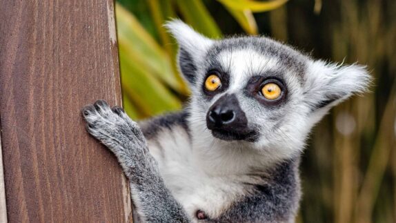 Madagaskar vakantie