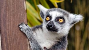 Magische vakantie Madagaskar: drie keer bijzonder