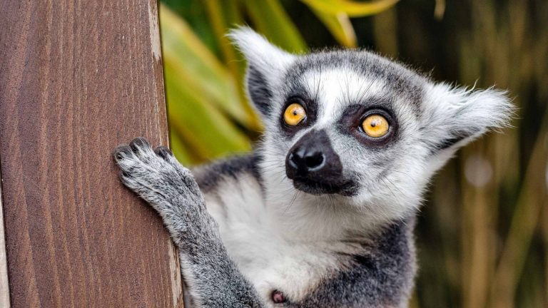 Madagaskar vakantie