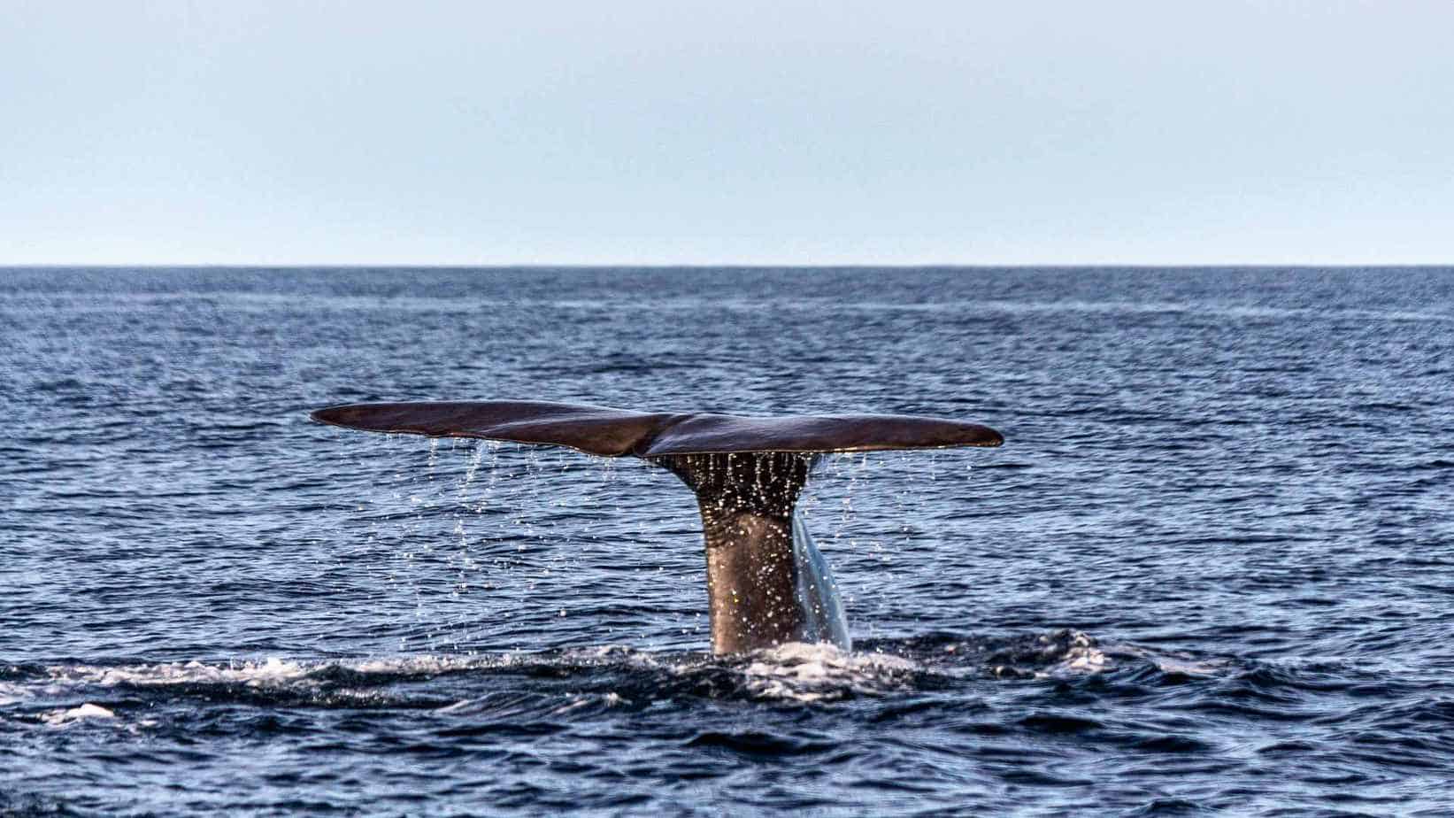 walvis-noorwegen-lofoten