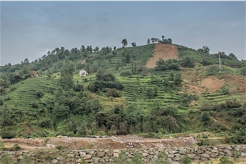 Trabzon theeplantage