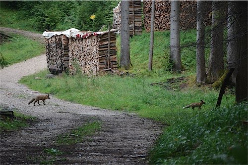 Twee vossen op een bosweg met opgestapeld brandhout aan de zijkant