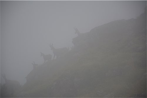 Silhouetten van gemzen op een mistige berghelling.
