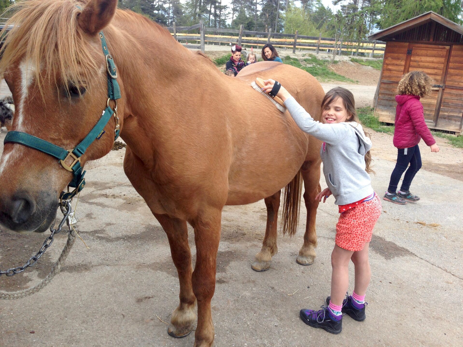 Paarden Roter Hahn