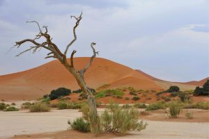 Namibië: tussen woestijn en wildlife