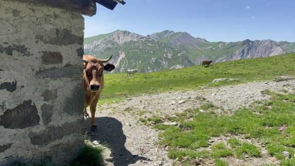 Koe tarentaise