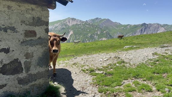 Koe tarentaise
